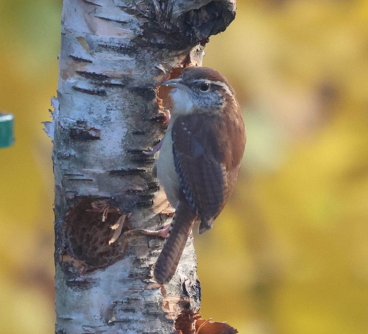 Carolina Wren - ML644755125