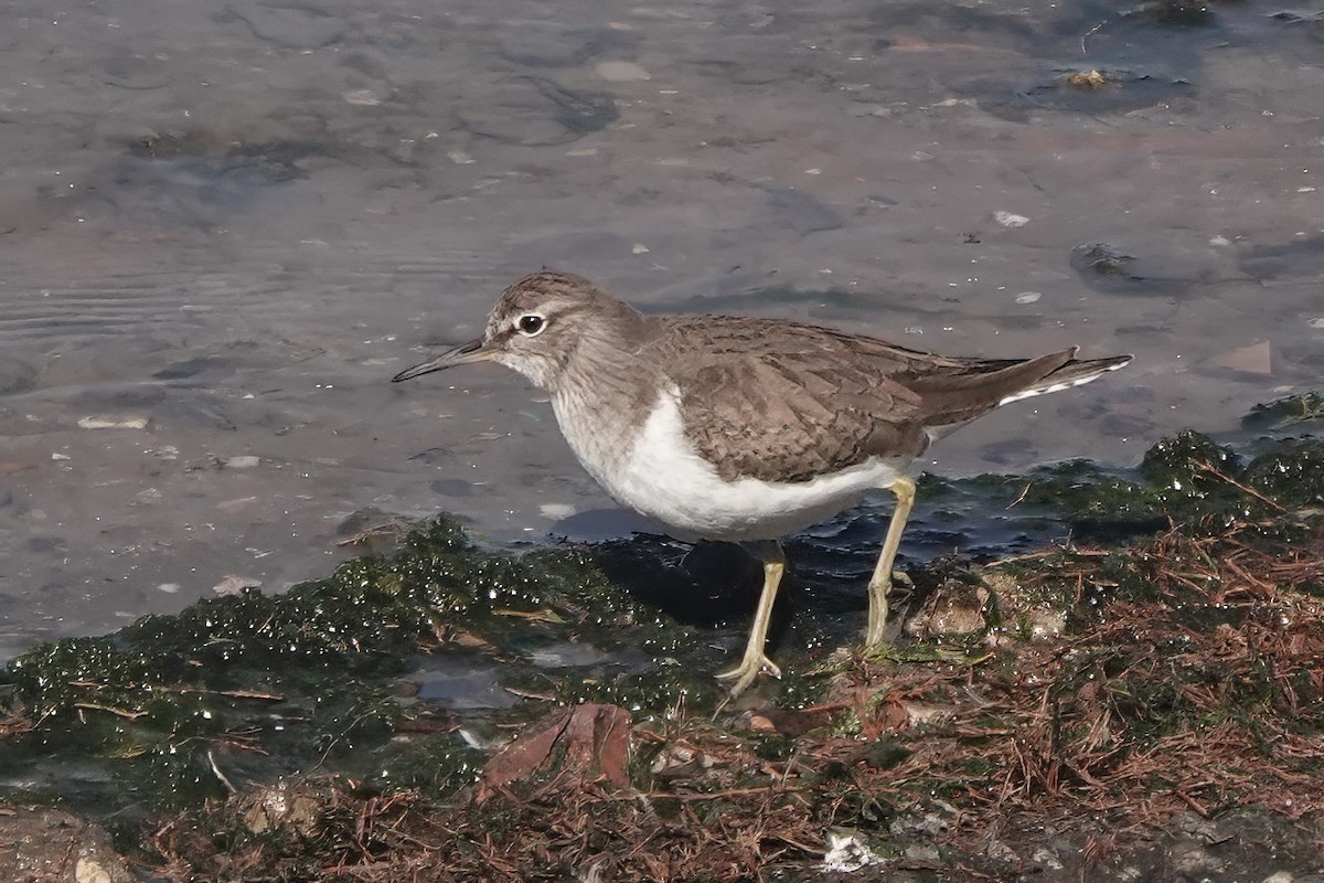 Хайргын хөгчүү - ML644755132