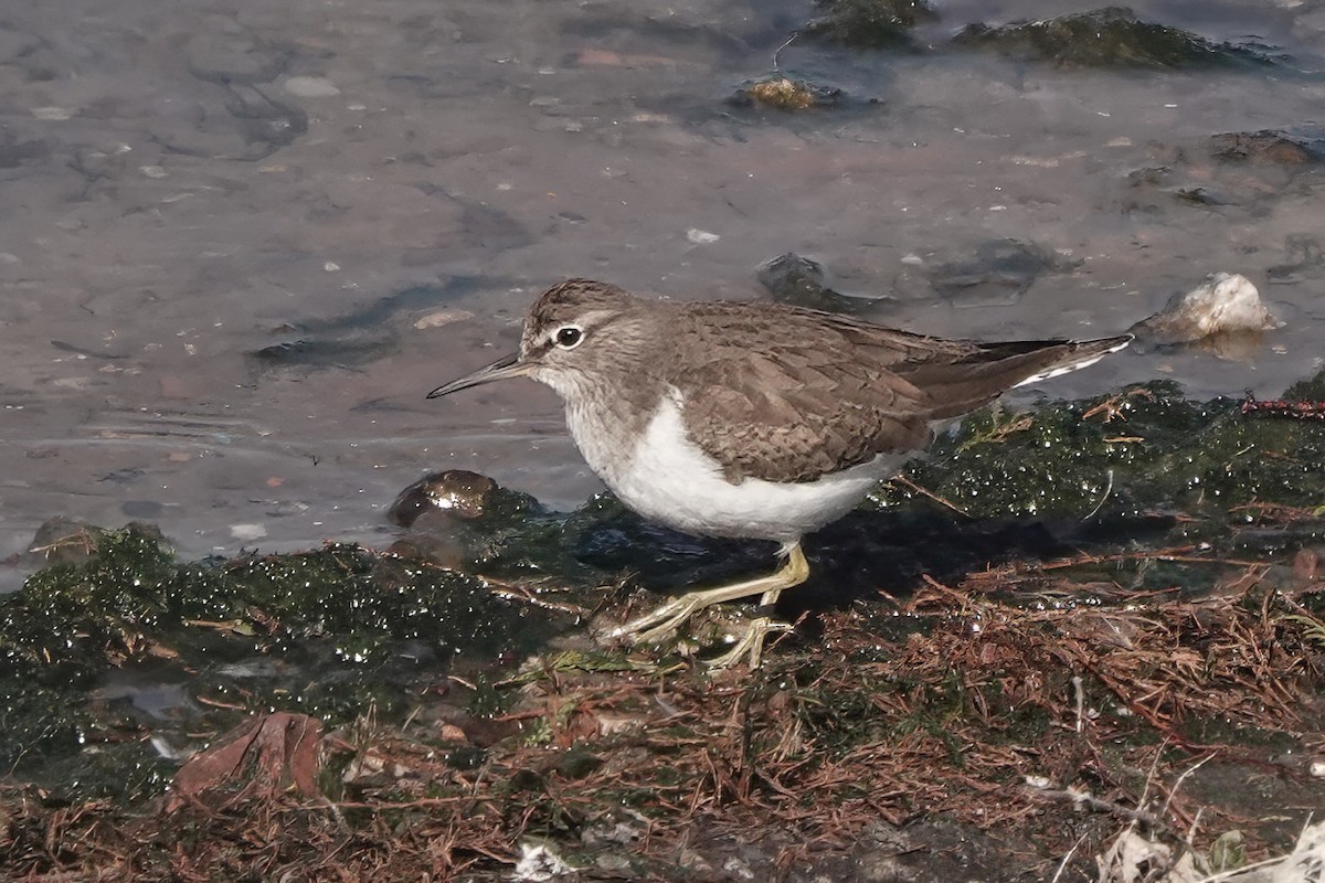 Хайргын хөгчүү - ML644755133