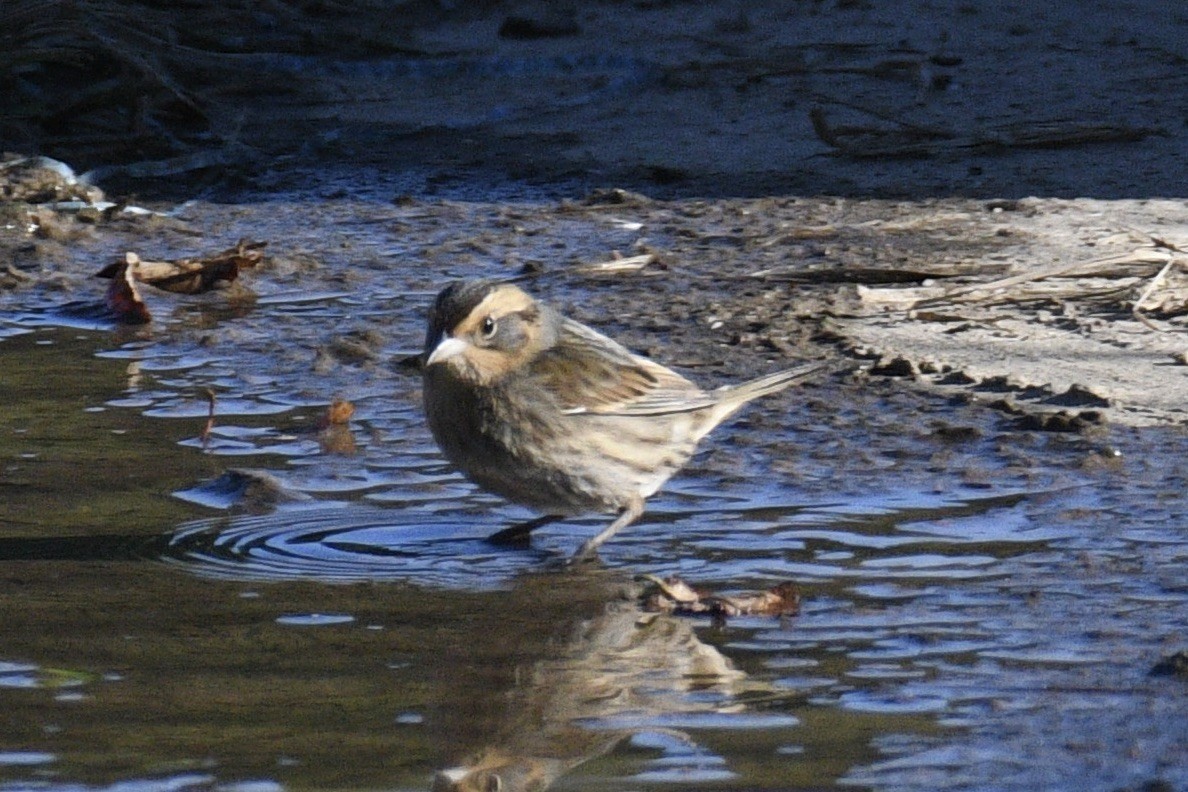 Nelson's Sparrow - ML644755152