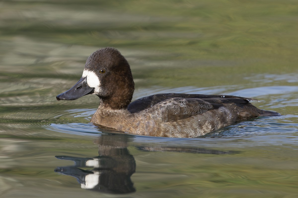 polák vlnkovaný - ML644755155