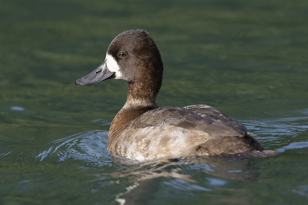 polák vlnkovaný - ML644755159