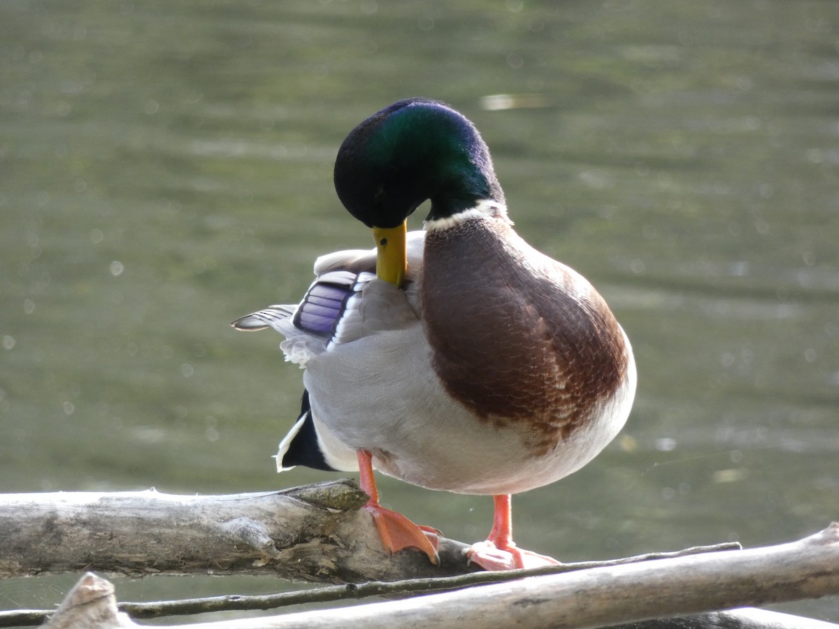 kachna divoká - ML644755162