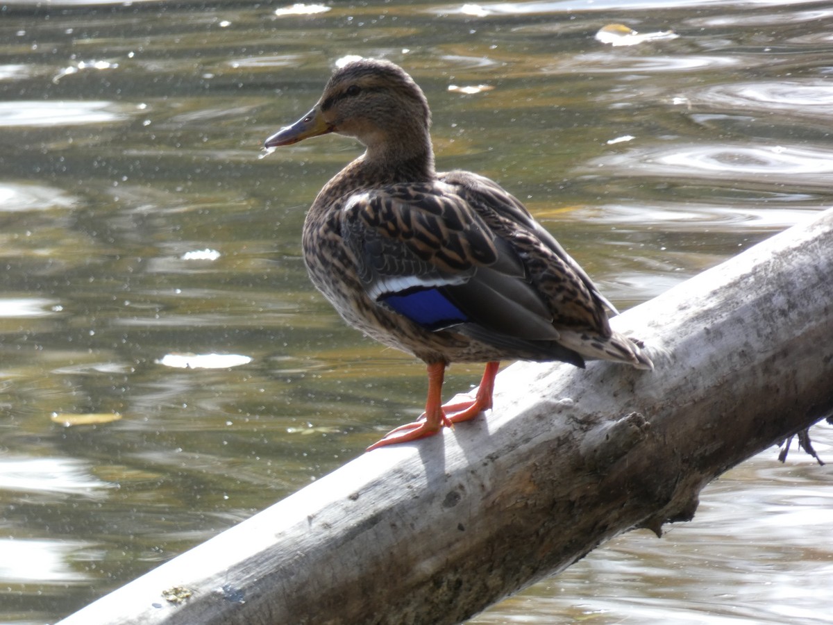 kachna divoká - ML644755164