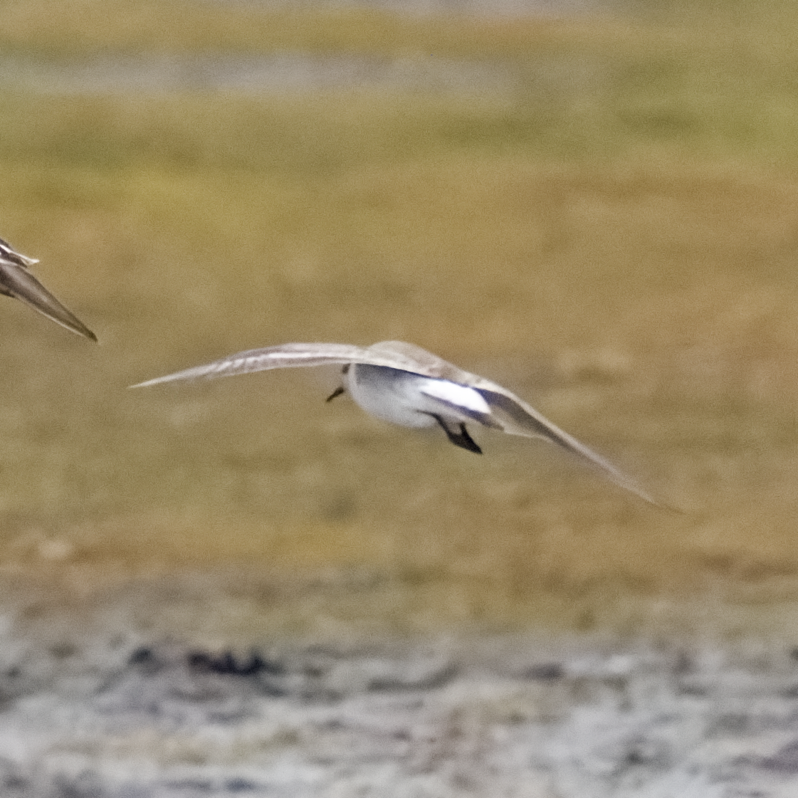 Weißbürzel-Strandläufer - ML644755168