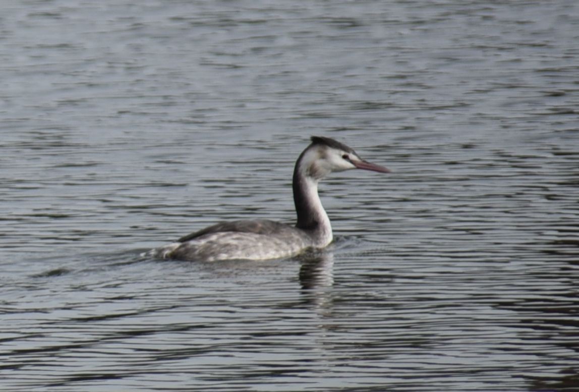 Great Crested Grebe - ML644755174