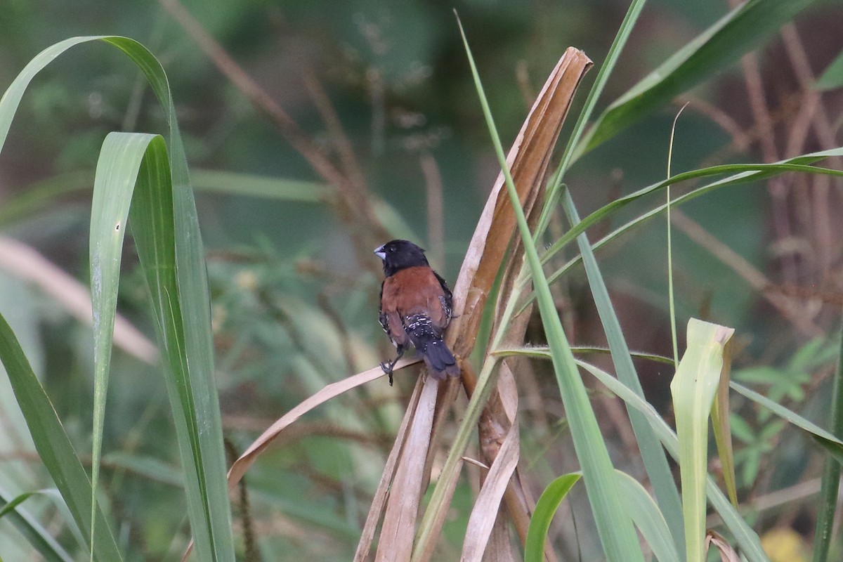 クロシチホウ - ML644755180