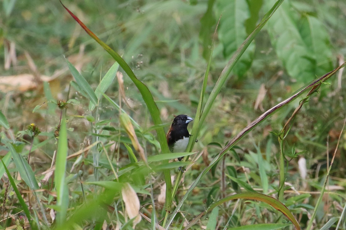 クロシチホウ - ML644755181