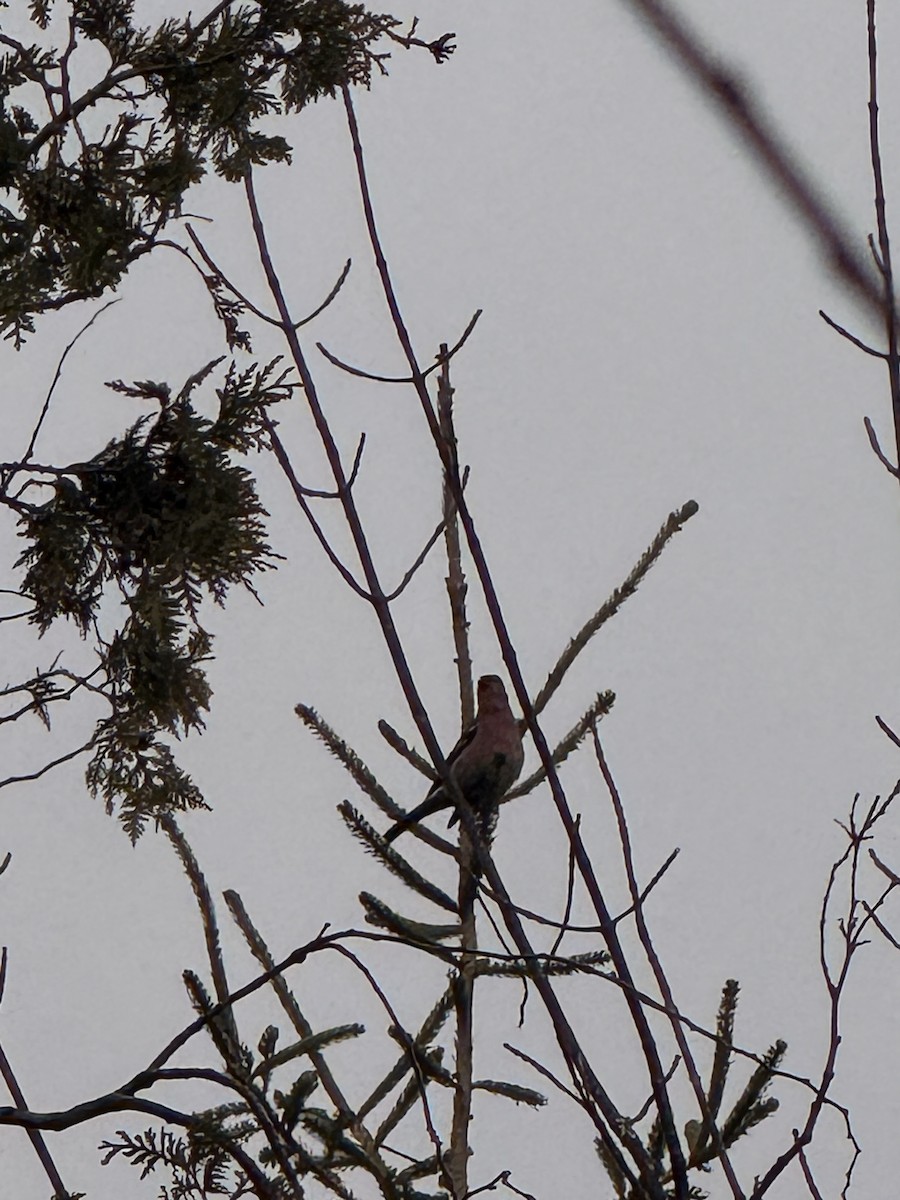Pine Grosbeak - ML644755184