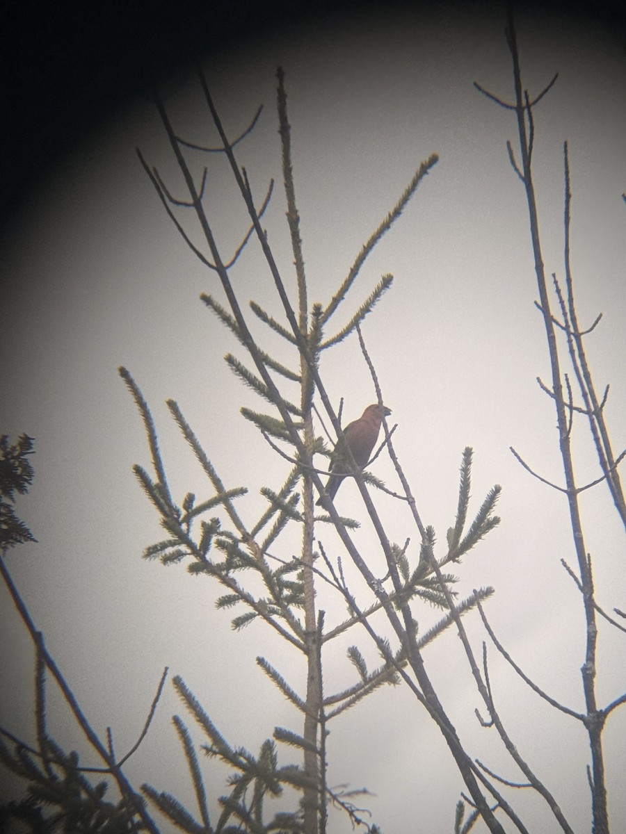 Pine Grosbeak - ML644755185