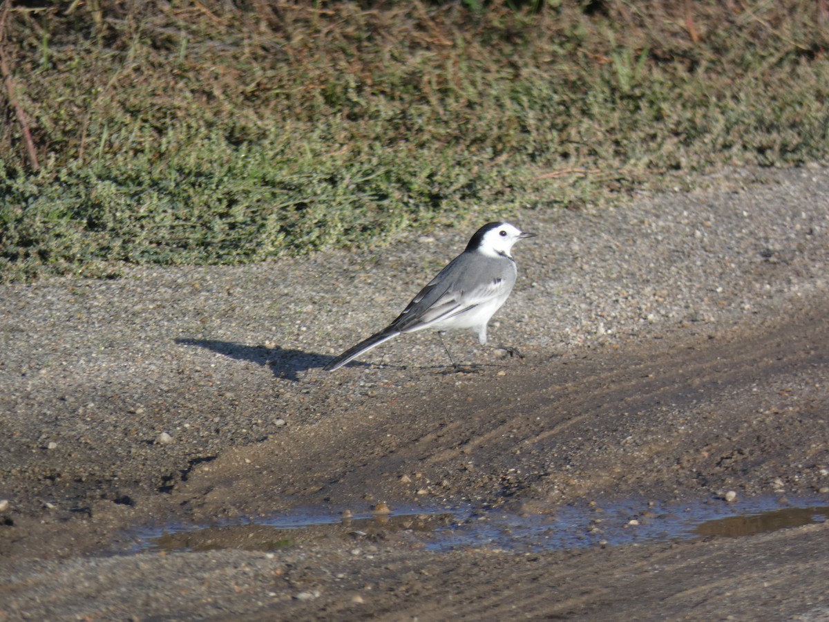 konipas bílý - ML644755194