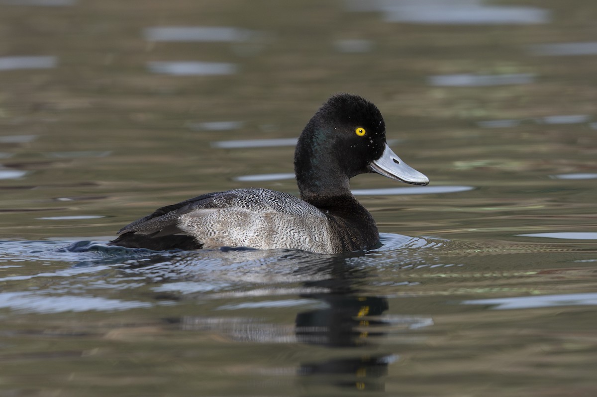 polák vlnkovaný - ML644755195