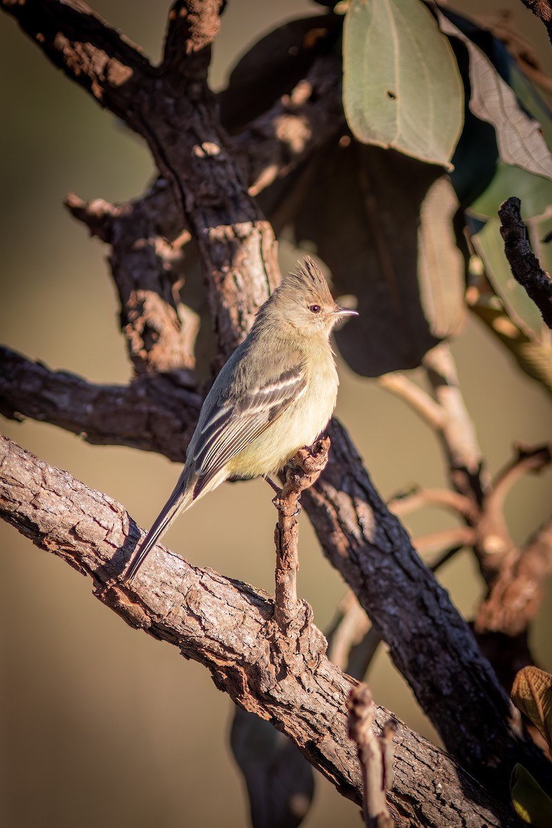 Plain-crested Elaenia - ML644755197
