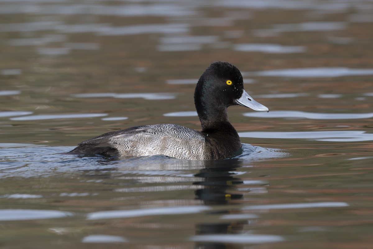 polák vlnkovaný - ML644755200