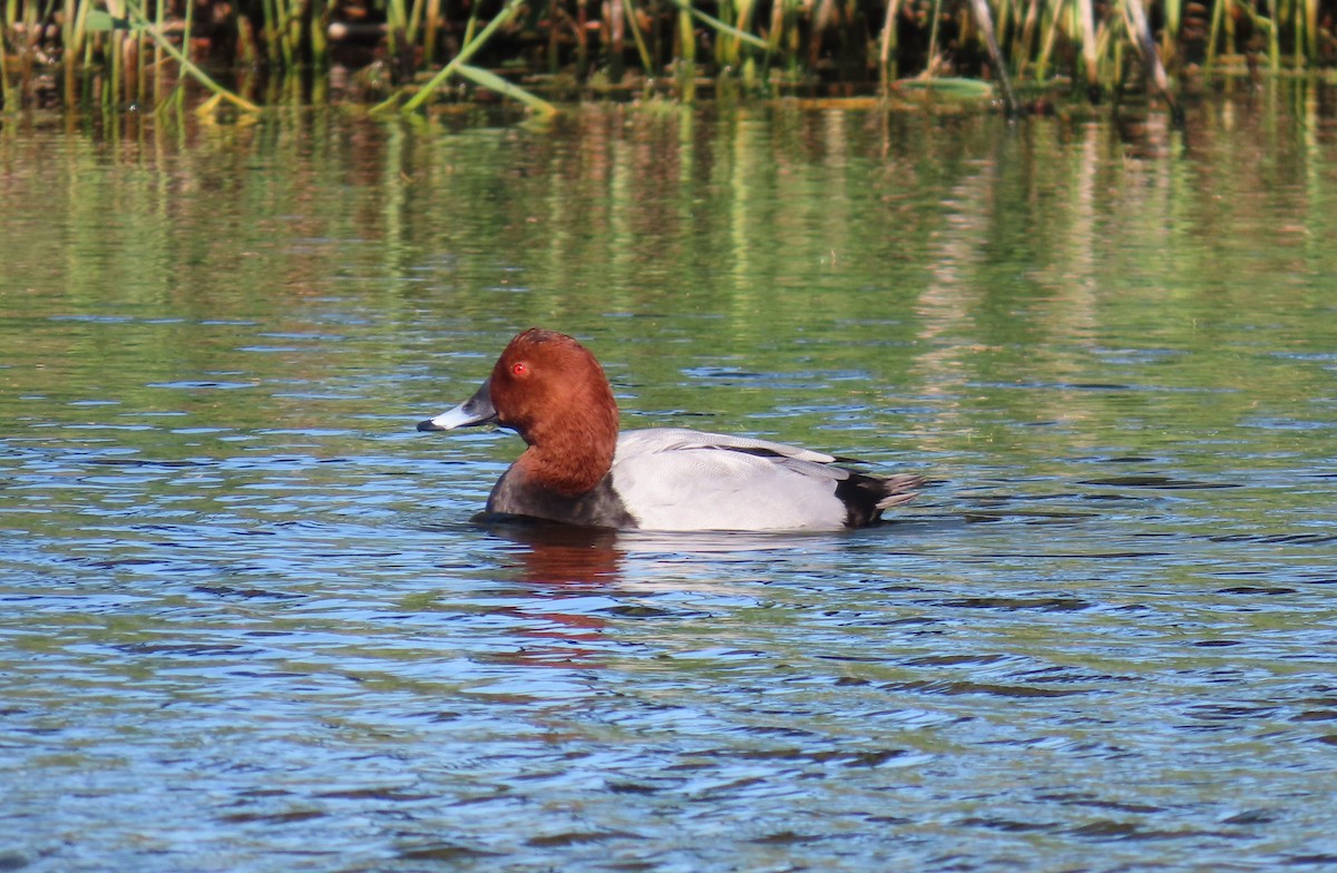 taffeland - ML644755201