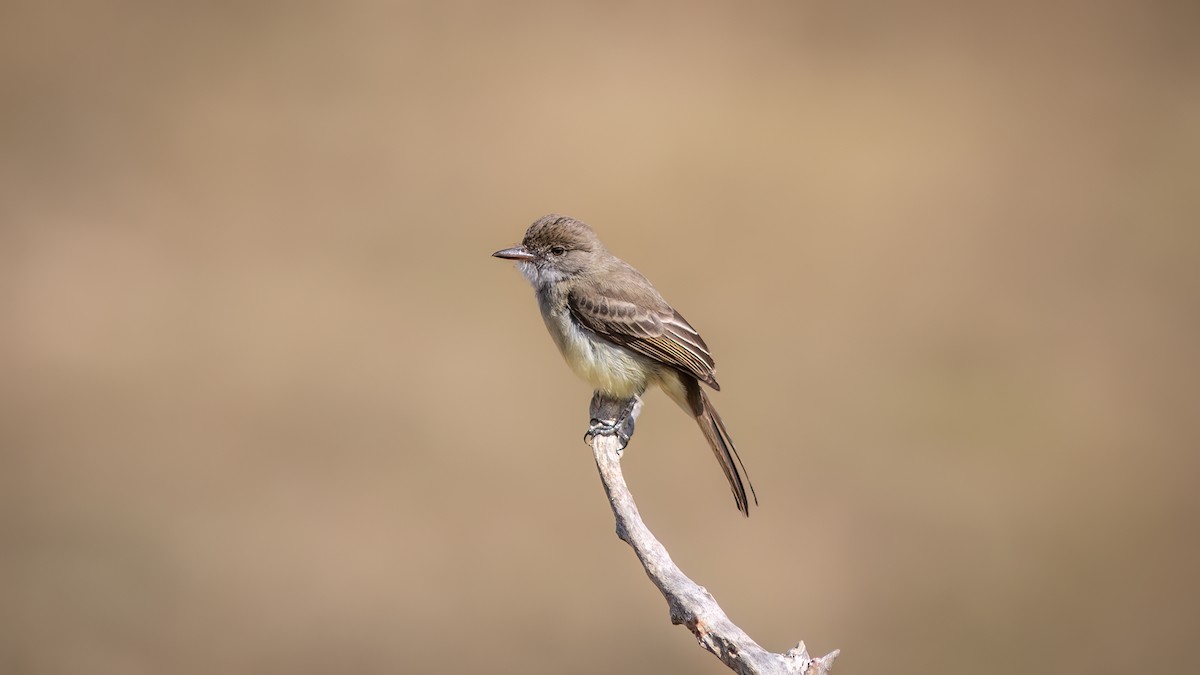 Short-crested Flycatcher - ML644755202