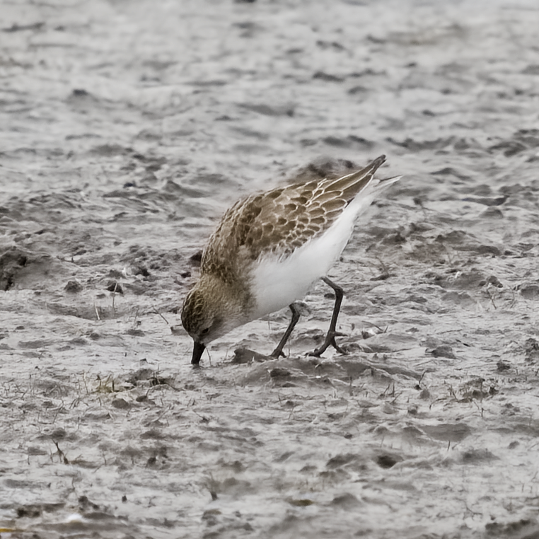 Semipalmated Sandpiper - ML644755203