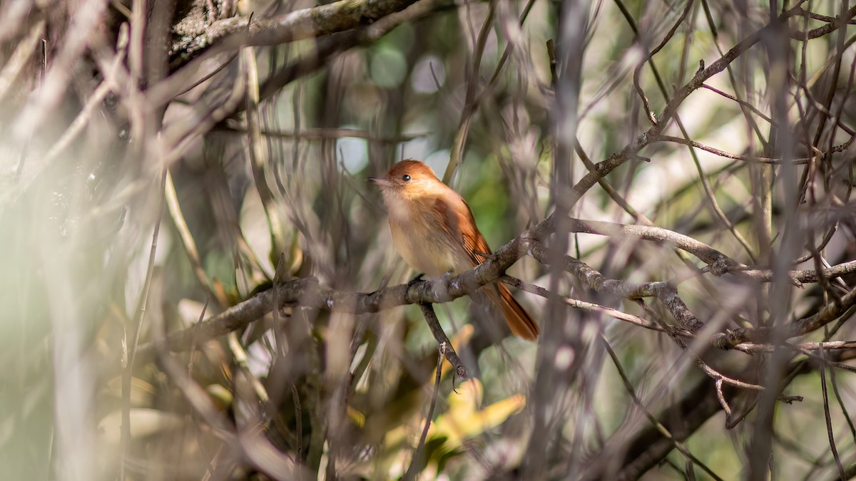 Rufous Casiornis - ML644755205