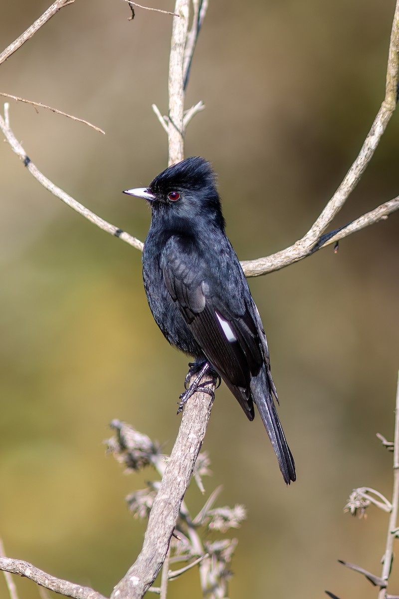 Velvety Black-Tyrant - ML644755206