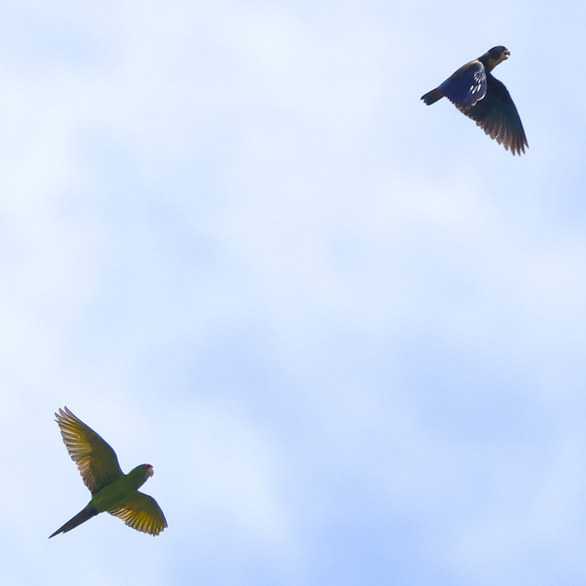 Scarlet-fronted Parakeet - ML644755210