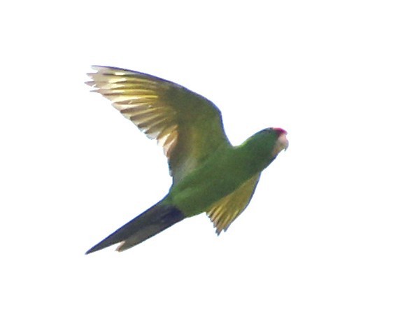 Scarlet-fronted Parakeet - ML644755211