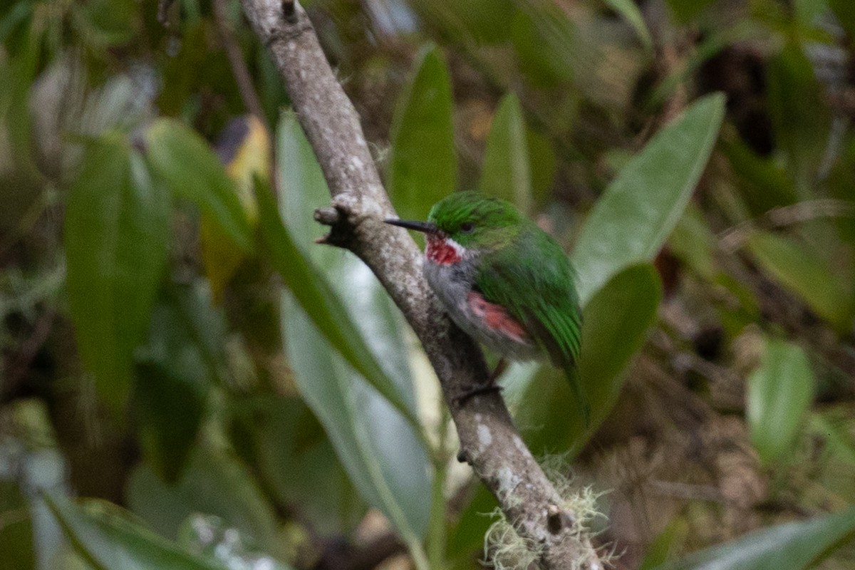 ハシボソコビトドリ - ML644755212
