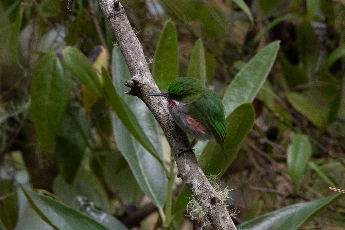 ハシボソコビトドリ - ML644755213