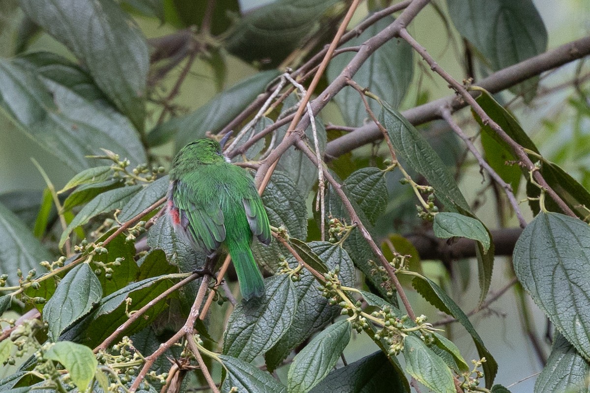 ハシボソコビトドリ - ML644755214