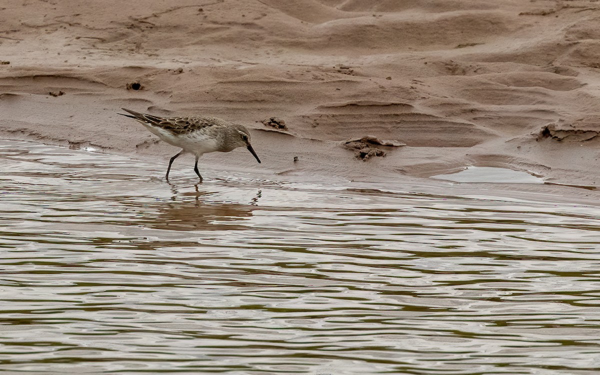 Weißbürzel-Strandläufer - ML644755216