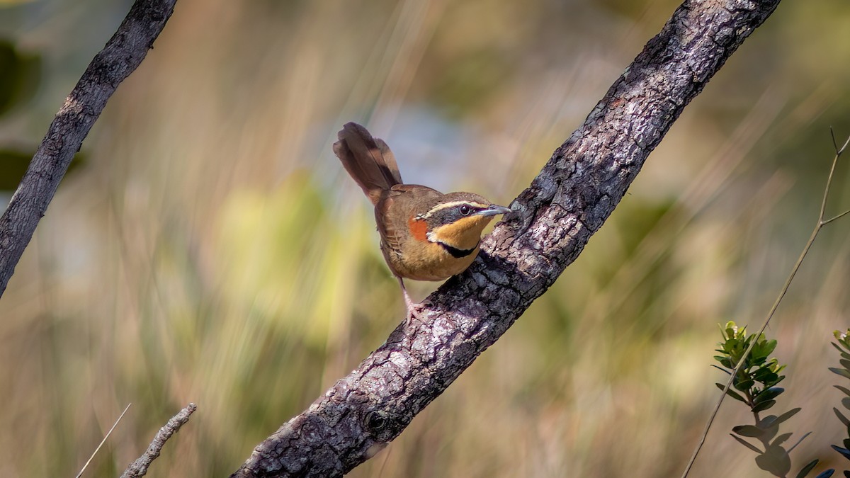 Collared Crescentchest (Collared) - ML644755224