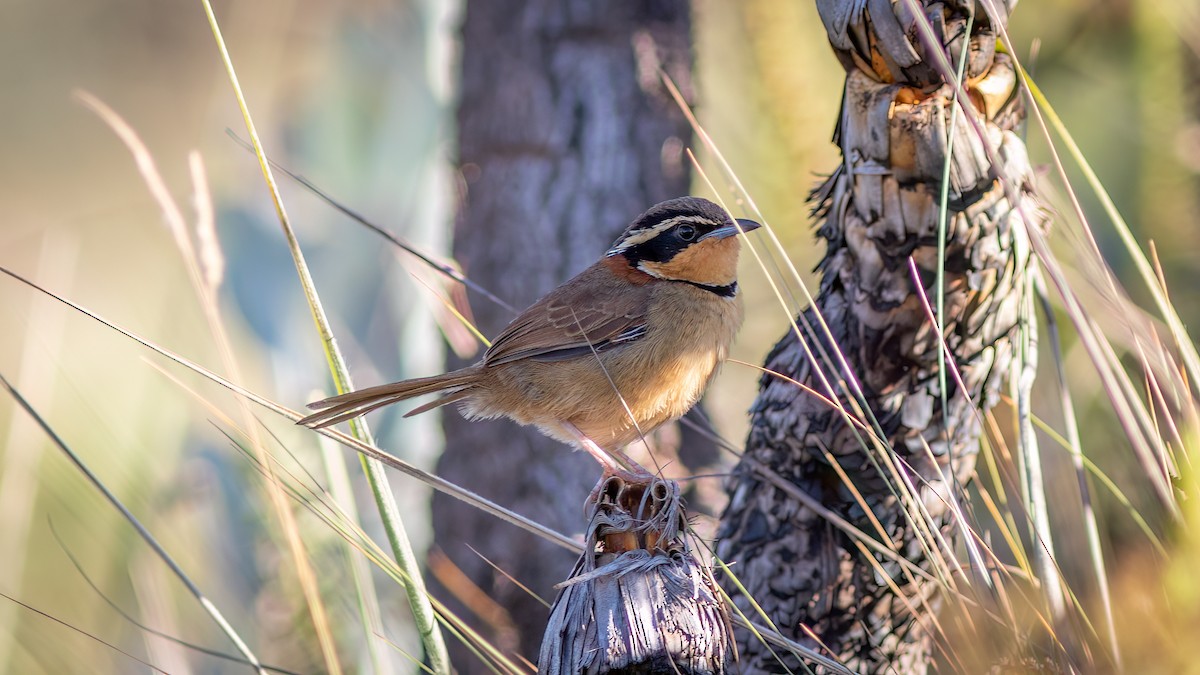 Collared Crescentchest (Collared) - ML644755225