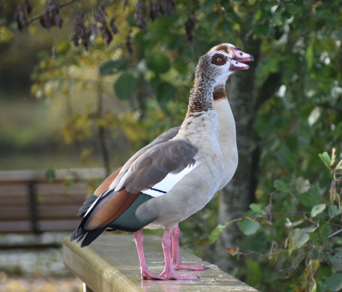 Egyptian Goose - ML644755228