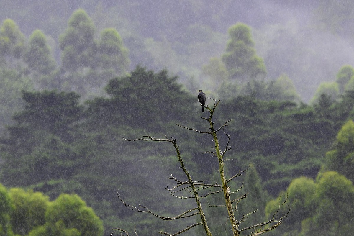 Bicolored Hawk - ML644755239