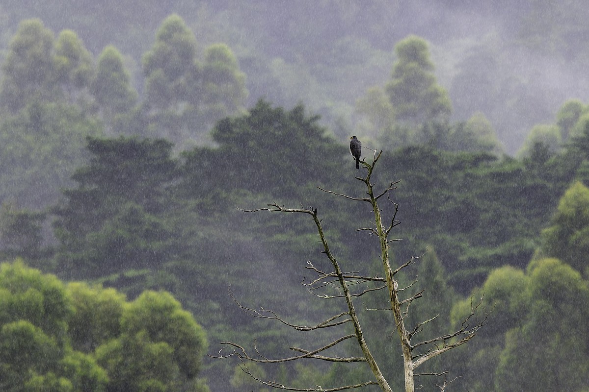 Bicolored Hawk - ML644755240