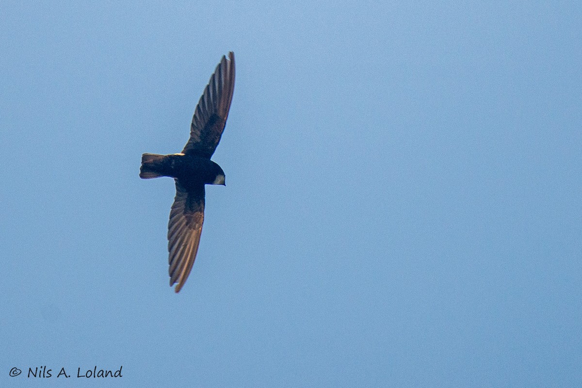 Little Swift - ML644755244