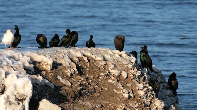 Cormoran pélagique - ML644755247