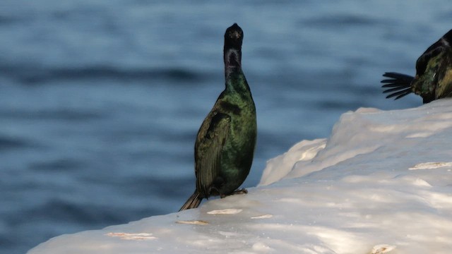 Cormoran pélagique - ML644755248