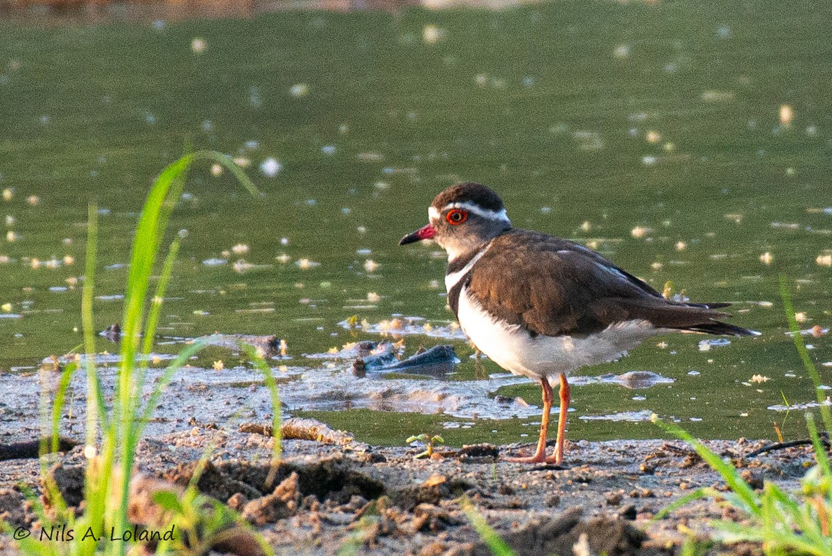 ミスジチドリ - ML644755255