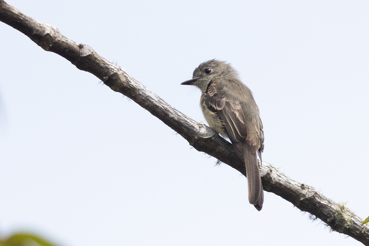 Hispaniolan Pewee - ML644755256