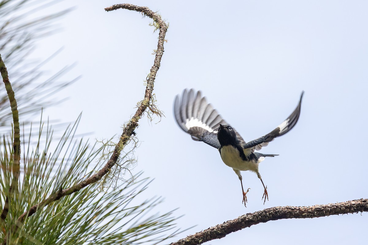 Black-throated Blue Warbler - ML644755260