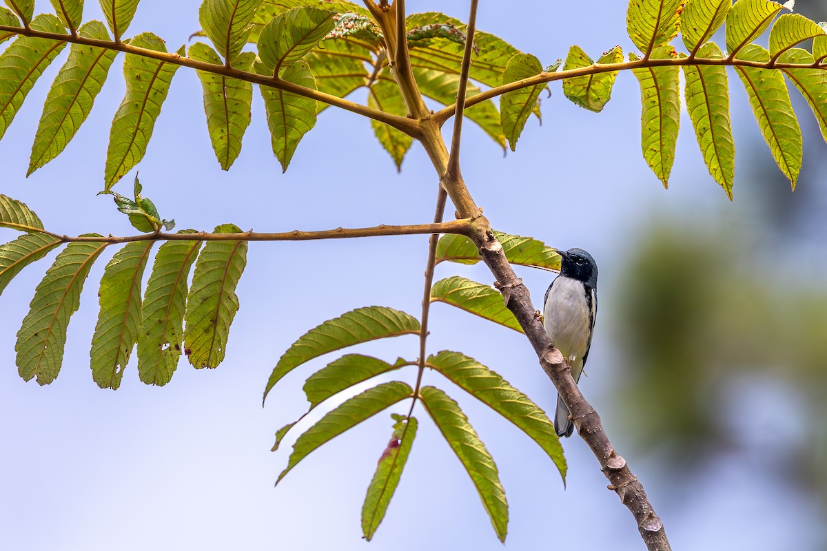Black-throated Blue Warbler - ML644755261