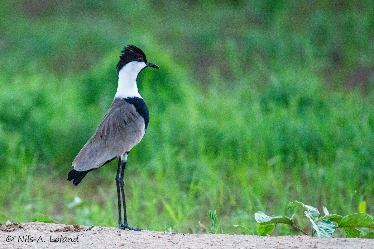 Vanneau à éperons - ML644755271