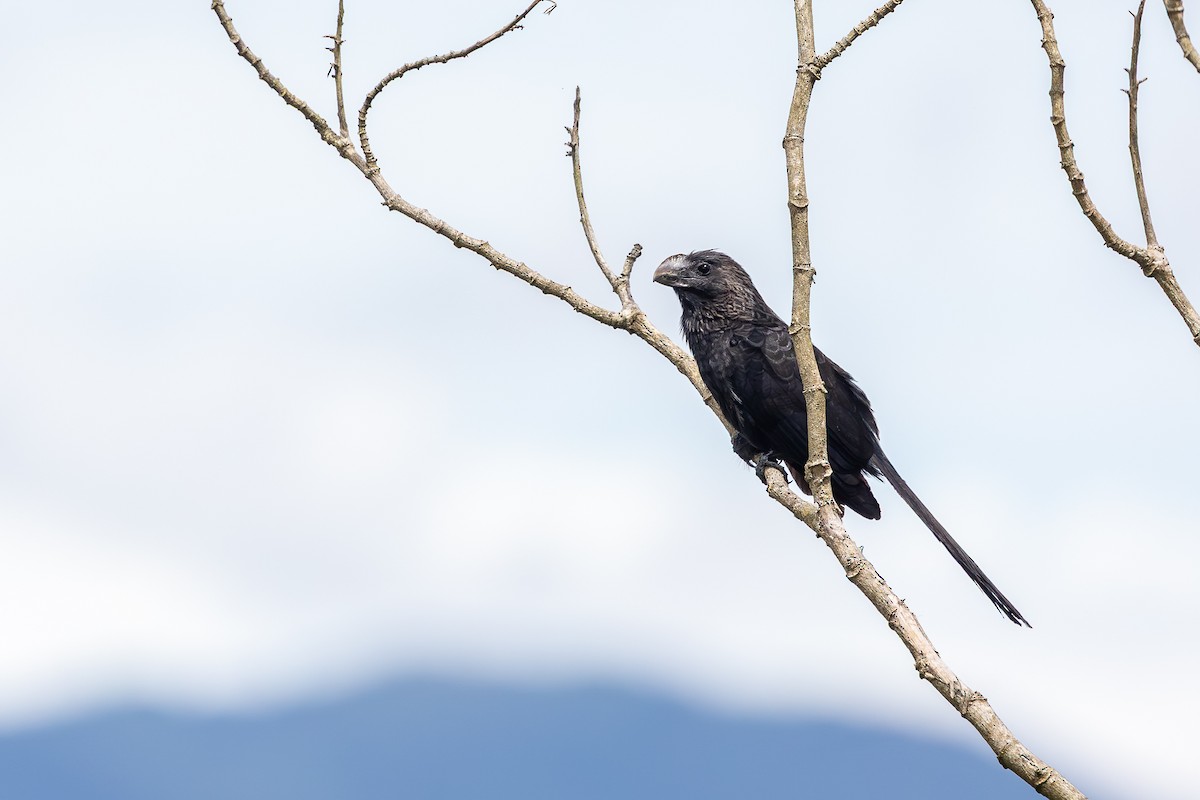 Düz Gagalı Ani - ML644755277