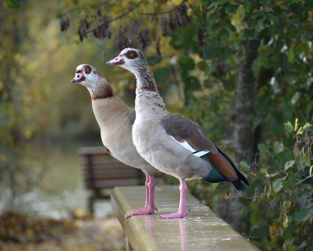 Egyptian Goose - ML644755281