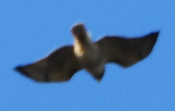 Red-tailed Hawk - ML644755282