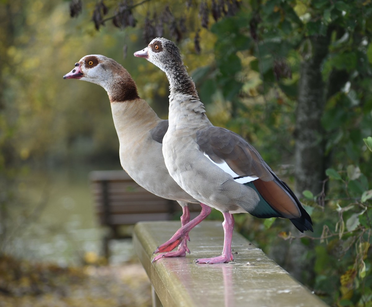 Egyptian Goose - ML644755291