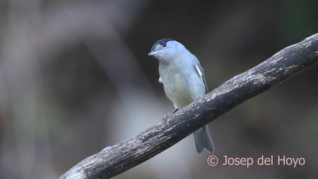 Fauvette à tête noire - ML644755309