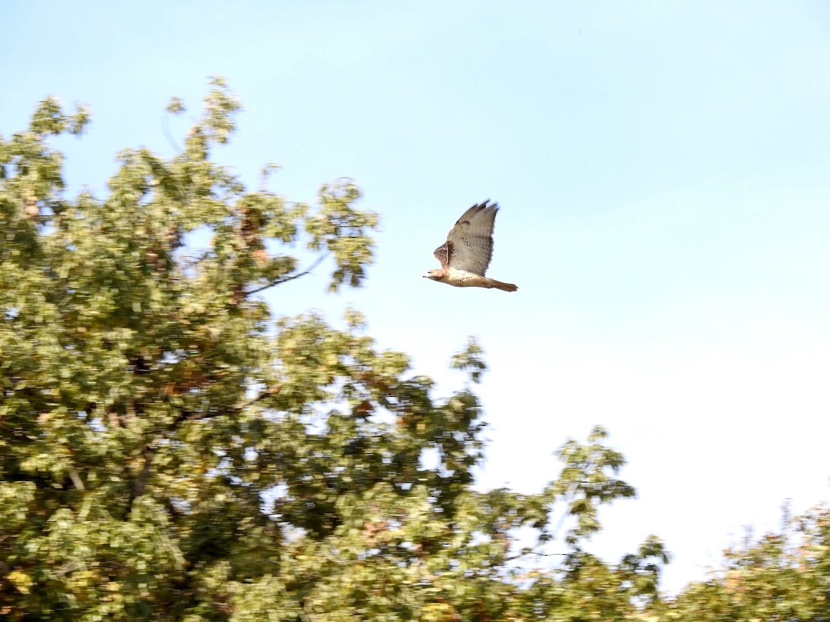 Red-tailed Hawk - ML644755319