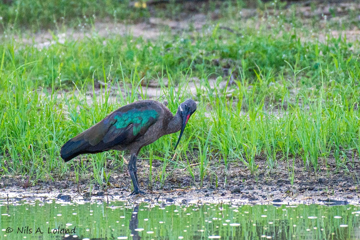 Hadada Ibis - ML644755337