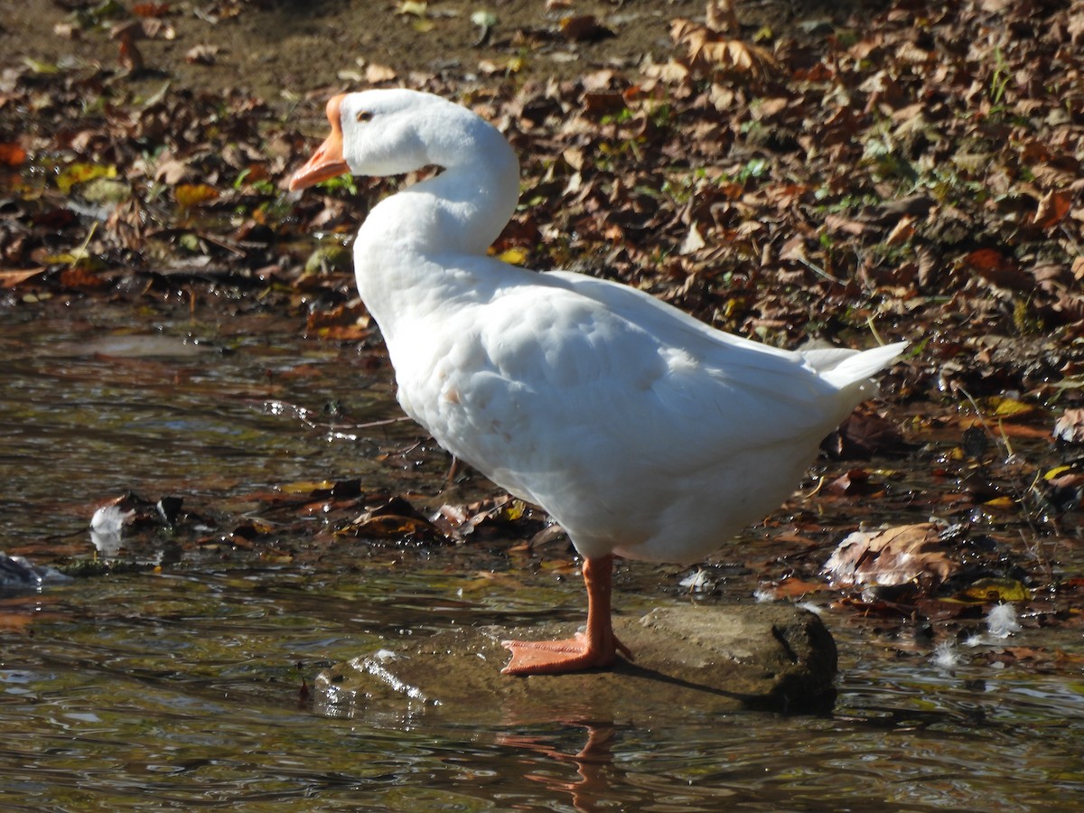 Domestic goose sp. (Domestic type) - ML644755344